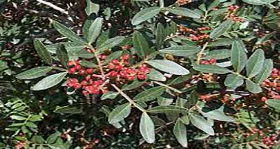 مصطکی برای چی خوبه ؛ ایا مصرف مصطکی برای سرماخوردگی خوبه