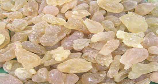 مصطکی در طب سنتی ؛ خاصیت و مضرات مصرف مصطکی در طب سنتی