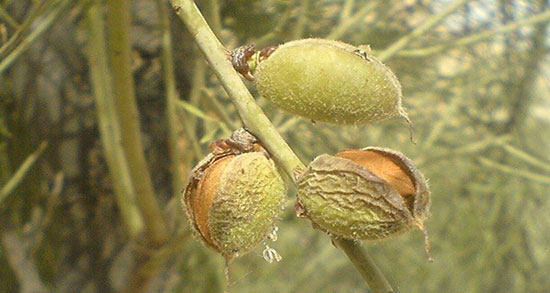 مضرات الوک ؛ ایا خوردن الوک برای جنین زنان باردار مفید است