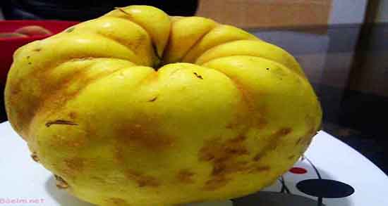 مضرات به دانه برای نوزاد ؛ ایا دادن چهار تخمه برای نوزادان ضرر دارد