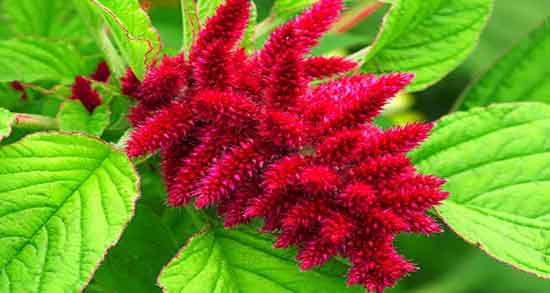 مضرات تاج خروس ؛ ایا مصرف تاج خروس برای کودکان مضر است