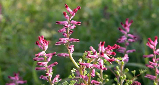 مضرات خوردن شاتره ؛ عوارض مصرف شاتره برای التهاب های پوستی