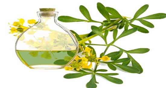 مضرات روغن سداب ؛ عوارض مصرف روغن سداب برای پارگی پرده گوش