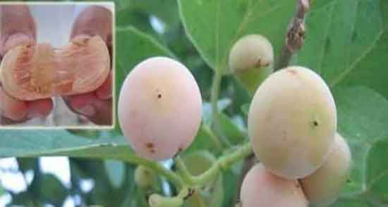 مضرات سپستان چیست ؛ عوارض مصرف سپستان برای زنان باردار چیست