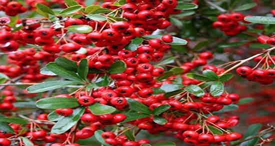 مضرات شیرخشت برای نوزاد پسر ؛ چرا برای نوزاد پسر شیرخشت مضره