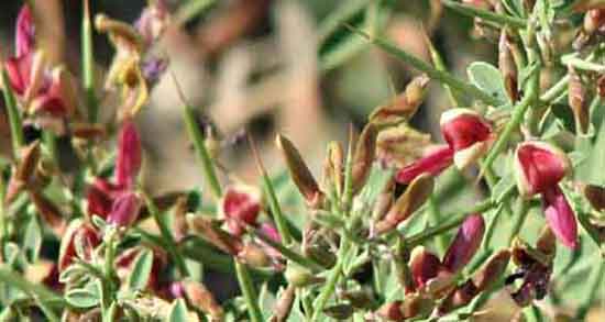 مضرات عرق خارشتر ؛ عوارض مصرف عرق خارشتر و خارخاسک چیست