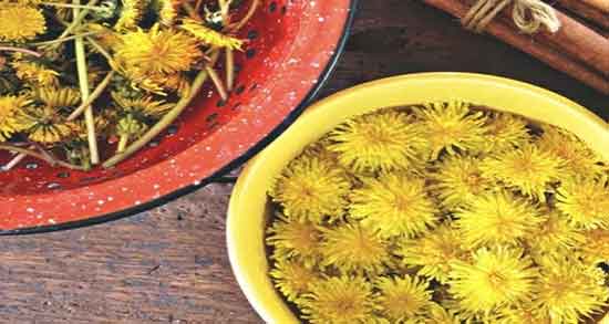 مضرات عرق قاصدک ؛ خواص و مضرات ریشه قاصدک برای بدنسازان