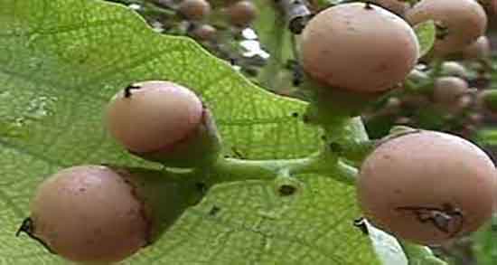 مضرات میوه سپستان ؛ ایا خوردن میوه سپستان برای کودکان مضره