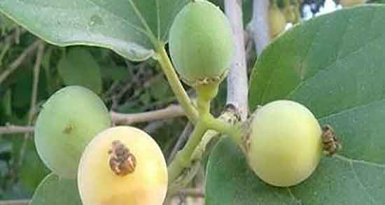 مضرات و فواید سپستان ؛ خاصیت و فواید مصرف سپستان برای سنگ کلیه