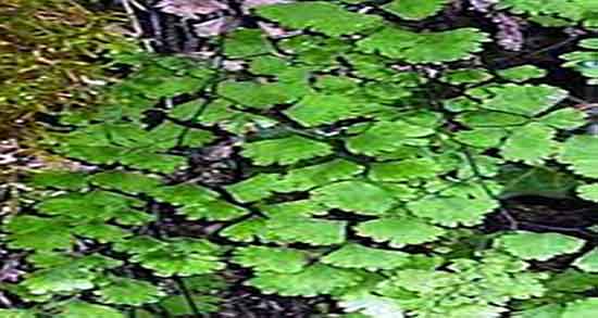 مضرات پرسیاوشان ؛ عوارض استفاده از پرسیاوشان برای سرماخوردگی