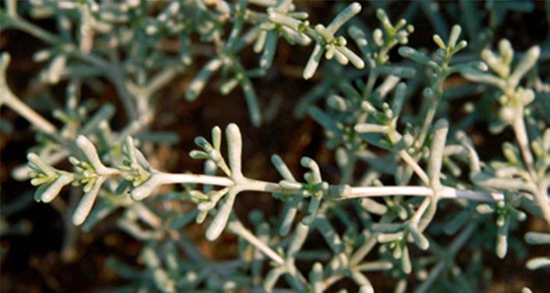 مضرات چوبک ؛ ایا مصرف زیاد چوبک باعث مسمومیت شدید میشود