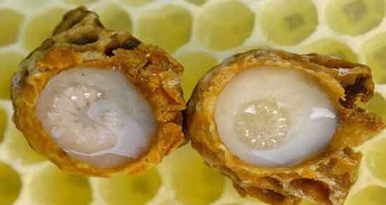 مضرات ژل رویال ؛ ایا مصرف ژل رویال برای پوست کودکان مضر است