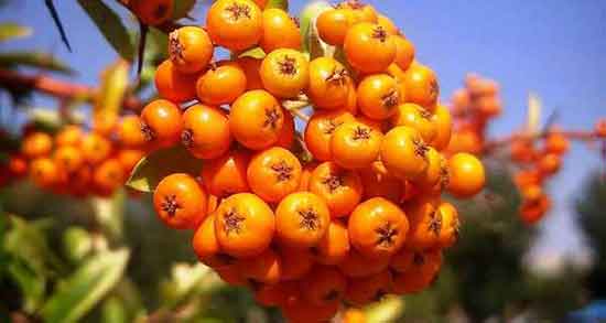 مضرات کیالک در بارداری ؛ ایا خوردن گیالک برای زنان باردار مضر است