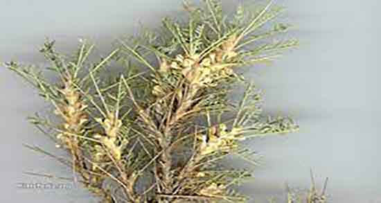 مضرات گزانگبین ؛ عوارض مصرف گزانگبین برای جنین زنان باردار