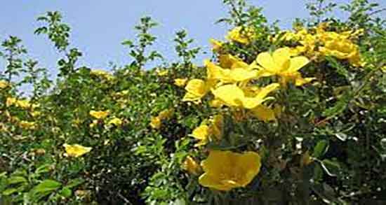 مضرات گل زرد ؛ عوارض مصرف بیش از حد گل زرد برای دستگاه گوارش