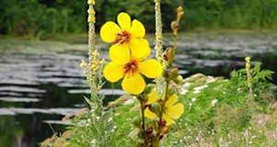 مضرات گل ماهور ؛ ایا گل ماهور برای التهابات پوستی کودکان مضره