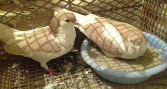 مضرات گوشت کبوتر ؛ همه چیز درباره مضرات و عوارض مصرف گوشت کبوتر