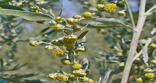 مضرات گیاه افسنطین ؛ عوارض مصرف گیاه افسنطین برای بدن انسان
