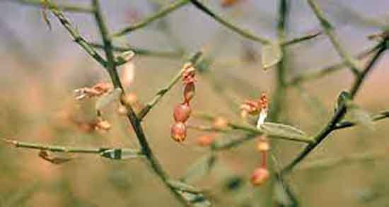 مضرات گیاه خارشتر ؛ عوارض مصرف گیاه خارشتر برای کبد چرب