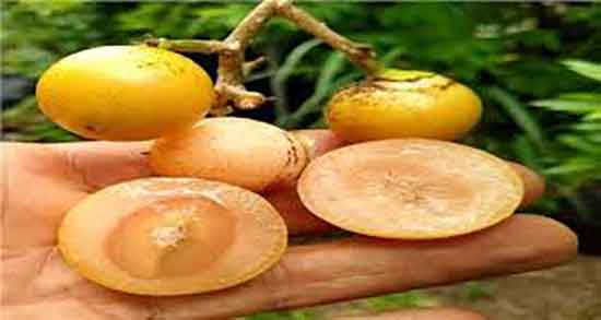 مضرات گیاه سپستان ؛ عوارض مصرف گیاه سپستان برای کودکان چیست