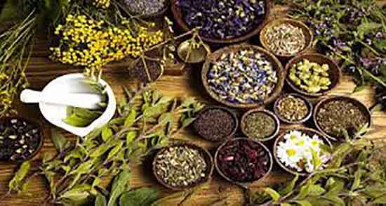 مضرات گیاه سیم اوتی ؛ عوارض مصرف گیاه سیم اوتی برای زنان باردار