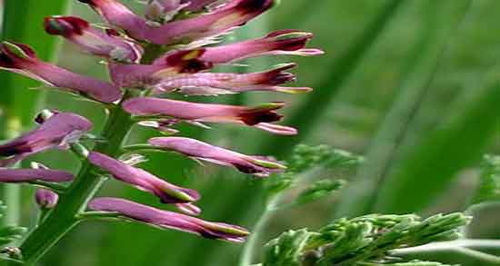 مضرات گیاه شاه تره ؛ عوارض مصرف گیاه شاه تره برای سرماخوردگی