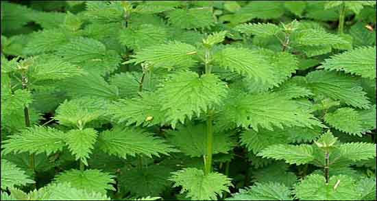 معجون گزنه ؛ طریقه مصرف معجون گزنه برای درمان پروستات اقایان