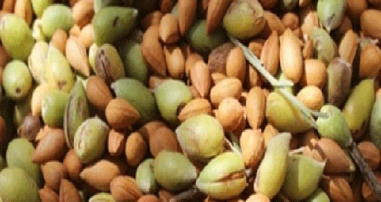 مغز الوک برای بارداری ؛ خاصیت خوردن مغز الوک برای رشد جنین مادران