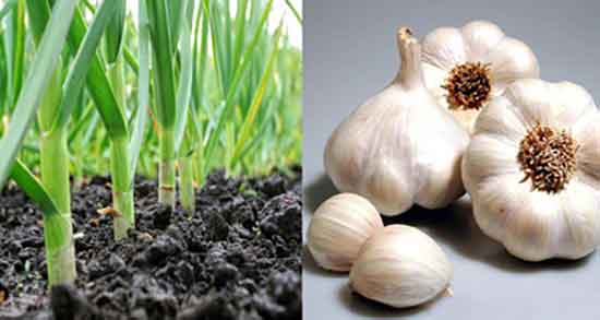 مقدار مصرف سیر ترشی در روز ؛ اندازه مصرف سیر ترشی در روز چقدر است