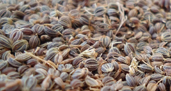 میتخم برای چی خوبه ؛ خاصیت خوردن میتخم برای درمان عفونت رحم زنان