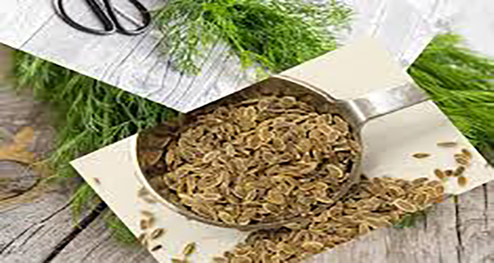 میتخم چیست ؛ گیاه میتخم چیست و چه فوایدی برای زنان باردار دارد