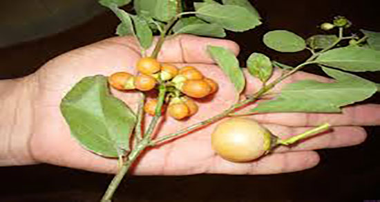 میوه سپستان برای دیابت ؛ خواص میوه سپستان برای کنترل قند خون