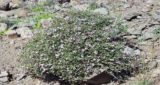 نحوه مصرف عرق آذربه ؛ دستور استفاده از عرق اذربه برای نفخ شکم