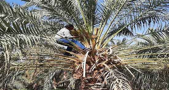 نحوه مصرف گرده نخل برای مردان ؛ طریقه مصرف گرده نخل برای اقایان