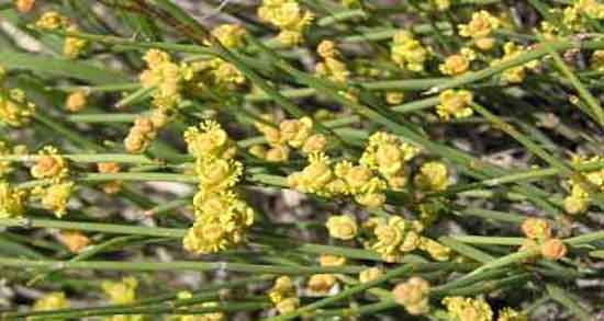 نحوه مصرف گزانگبین ؛ چگونه گزانگبین را برای نوزادان مصرف کنیم