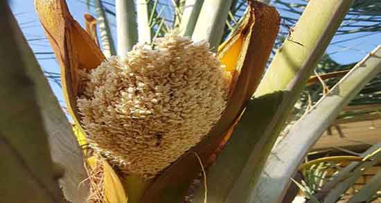 نحوه نگهداری گرده نخل نر ؛ طرز استفاده از گرده نخل نر برای بارداری