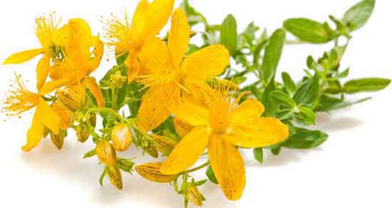 هوفاریقون برای چیست ؛ طرز تهیه دمنوش هوفاریقون برای زنان باردار