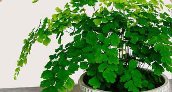 پرسیاوشان برای چی خوبه ؛ ایا مصرف پرسیاوشان برای موی سر مفیده