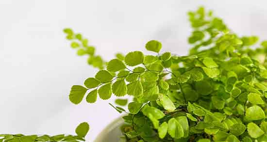 پرسیاوشان و خواص ؛ گیاه پرسیاوشان خواص دارویی ان برای اسم شدید