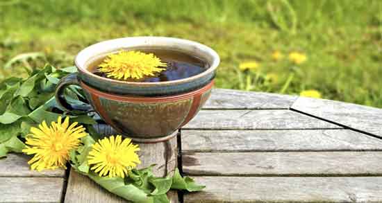 چای ریشه قاصدک برای چی خوبه ؛ مصرف چای ریشه قاصدک برای بدن