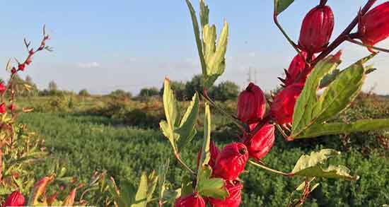 چای قرمز برای چه خوب است ؛ چای ترش برای اسهال خوب است