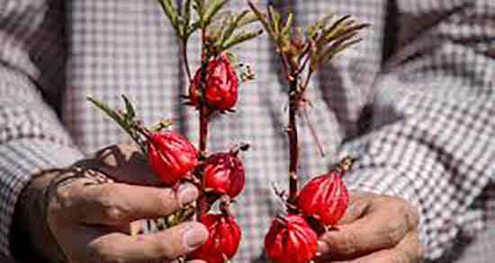 چای قرمز و بارداری ؛ تاثیر چای ترش یا مکه بر هورمون های زنانه چیست