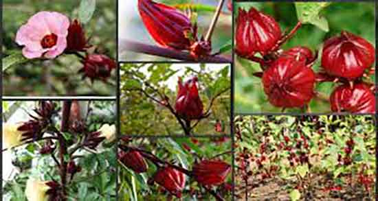 چای قرمز و خواص آن ؛ فواید مصرف چای ترش برای درمان کبد چرب