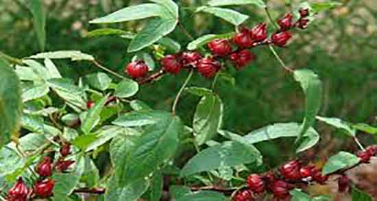 چای قرمز و پروستات ؛ ایا خوردن چای قرمز برای پروستات ضرر دارد