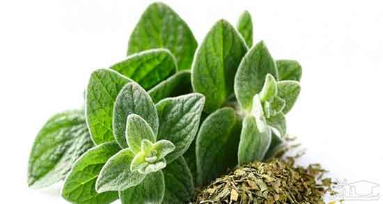 چای پونه برای لاغری ؛ خواص خوردن چای پونه برای لاغری شکم و پهلو