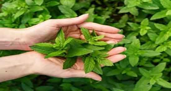 چای پونه در بارداری ؛ خاصیت مصرف چای پونه در دوران بارداری زنان
