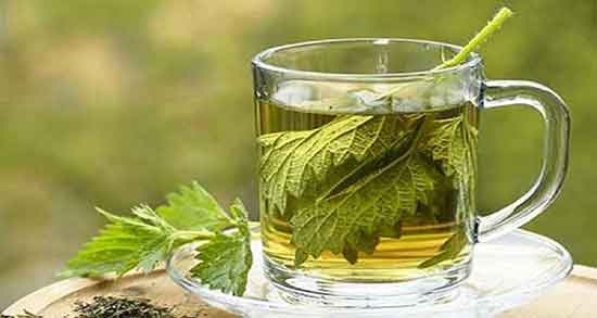 چای گزنه برای مو ؛ ایا خوردن چای گزنه برای تقویت ریشه مو مفیده