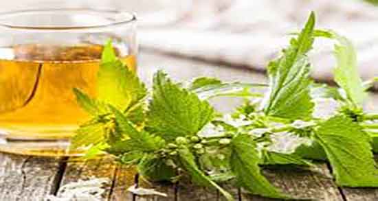 چای گزنه و لاغری ؛ خاصیت مصرف چای گزنه برای چربی سوزی بدن