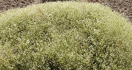 چوبک برای مو ؛ ایا چوبک پودر شده برای شستشوی موی سر مفید است