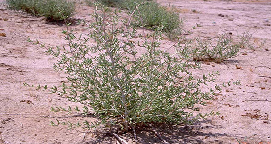 چوبک برای کودکان ؛ خاصیت مصرف چوبک برای تقویت موی سر کودکان